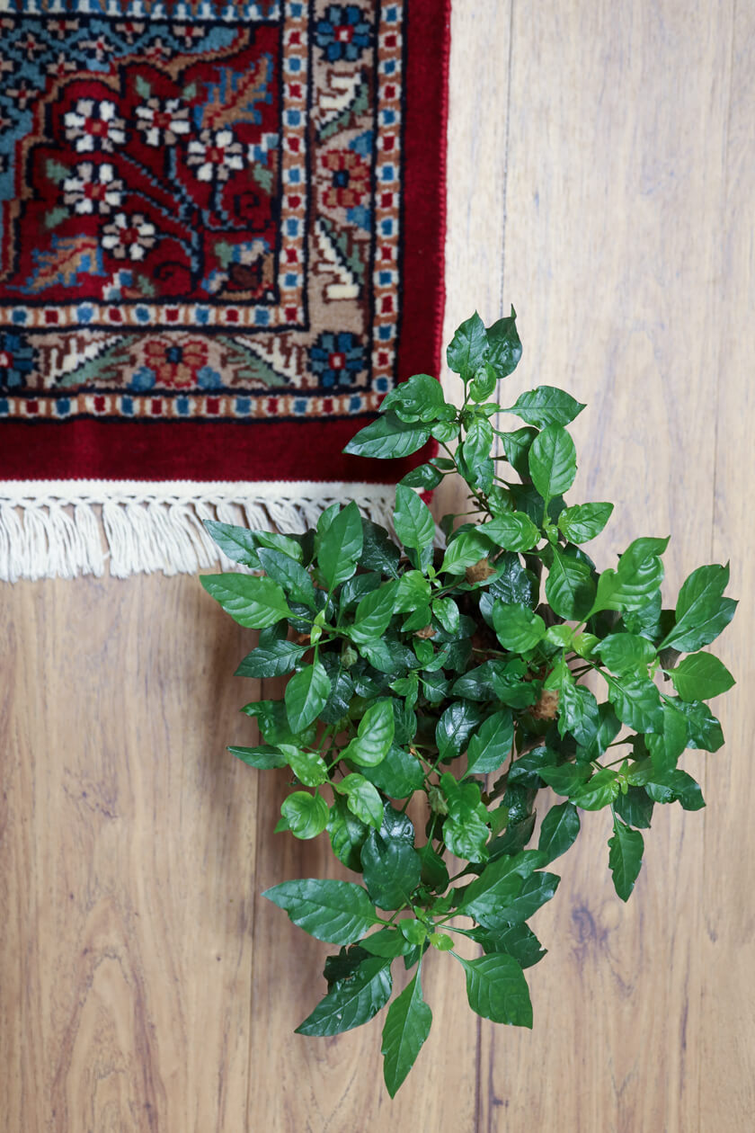 red-geometric-oriental-rug-home-decor-lifestyle